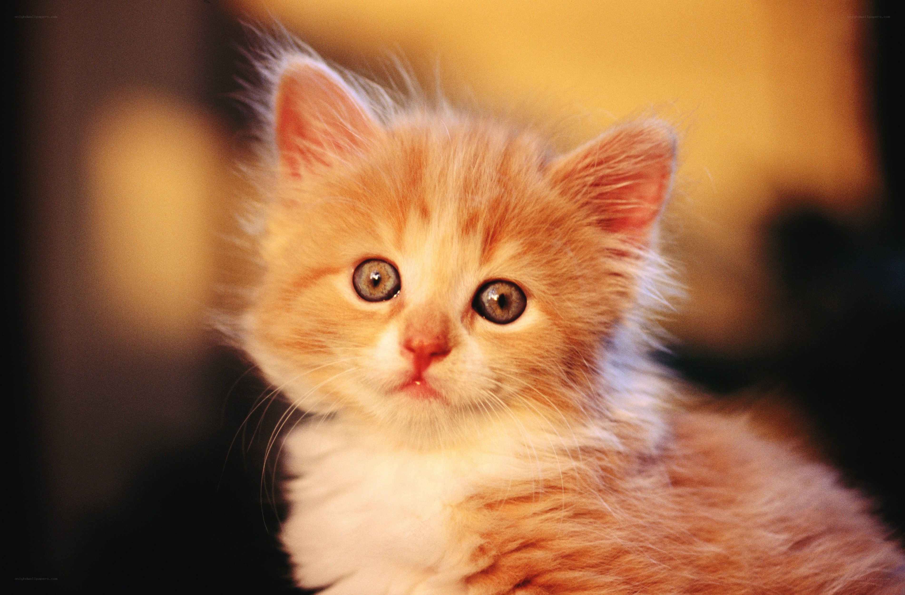adorable orange kitten