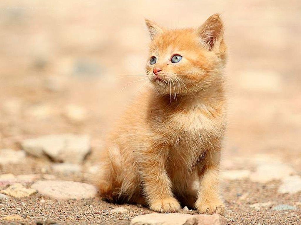 adorable orange kitten
