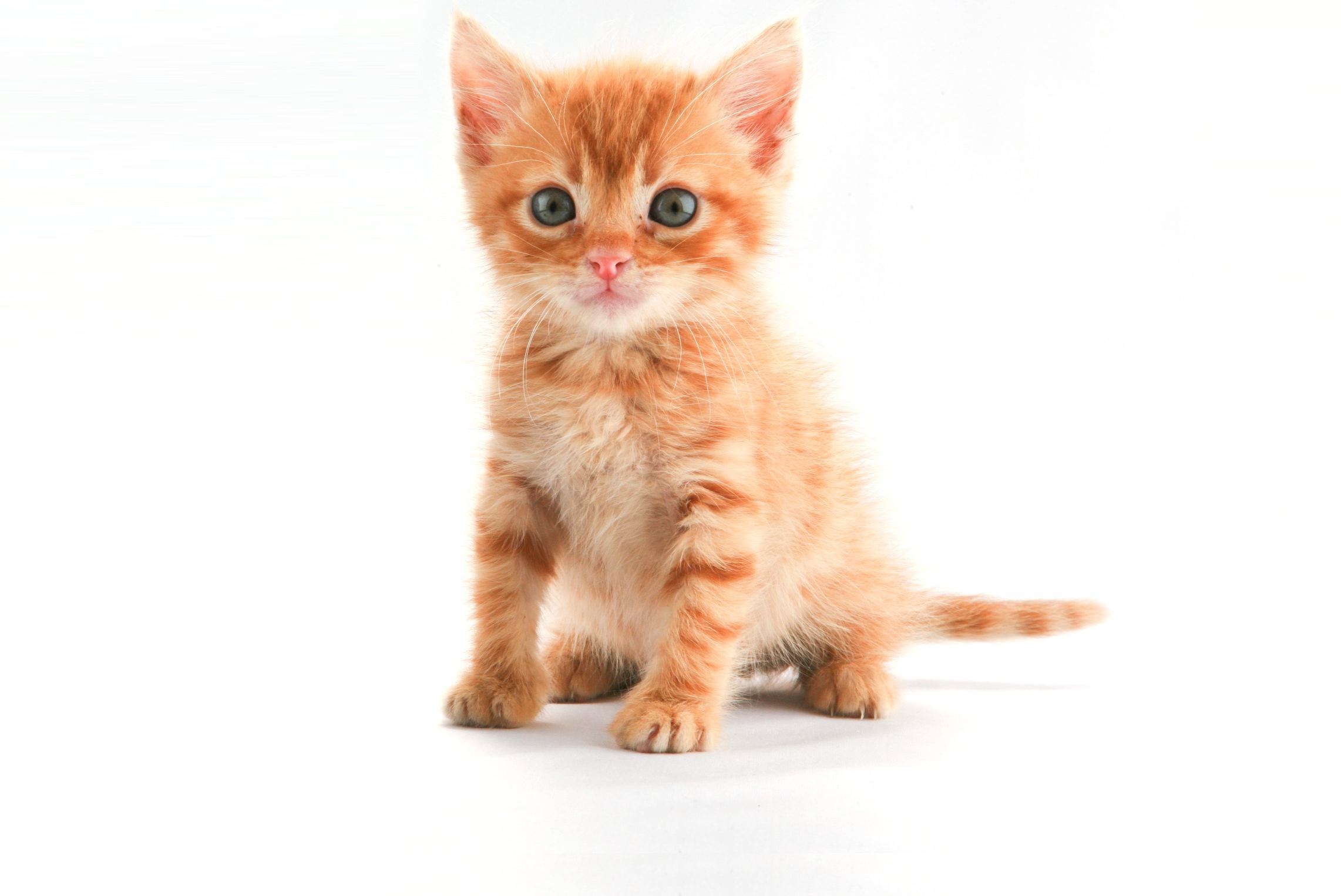 adorable orange kitten