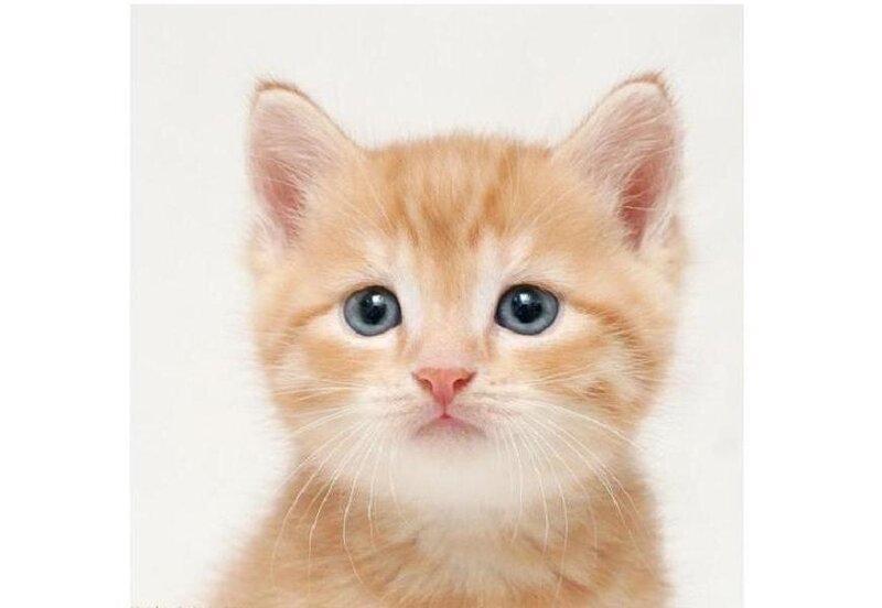 adorable orange kitten