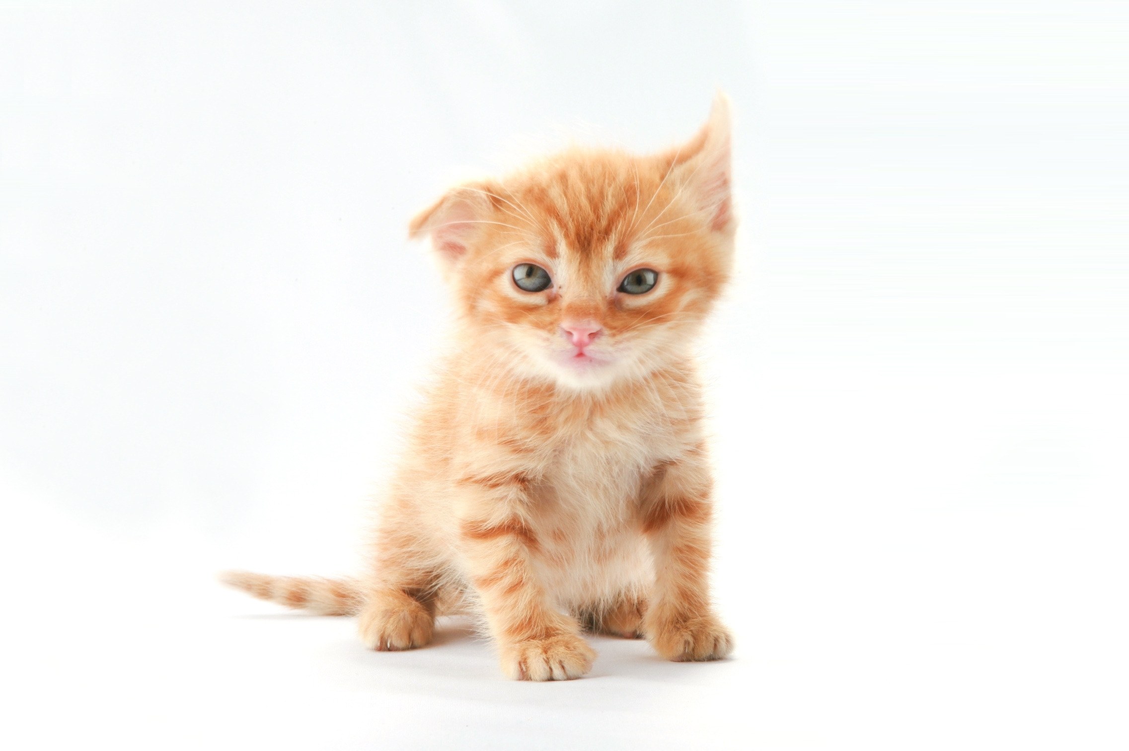 adorable orange kitten