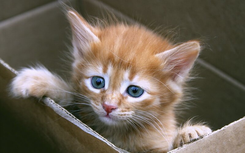 adorable orange kitten in box