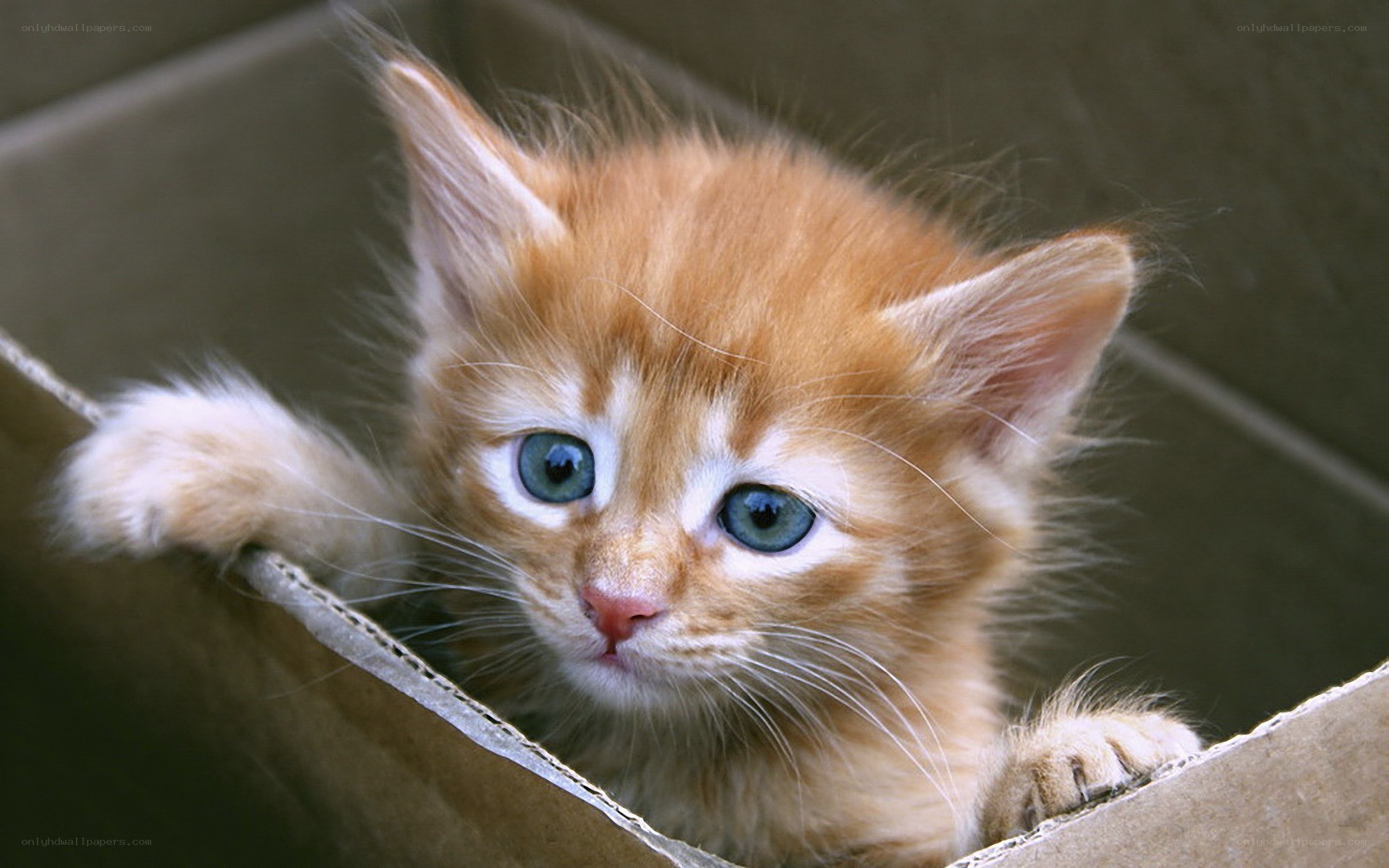 adorable orange kitten in box