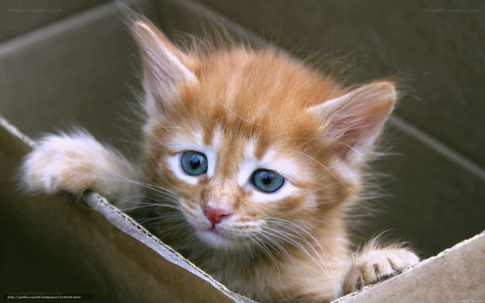 adorable orange kitten in box