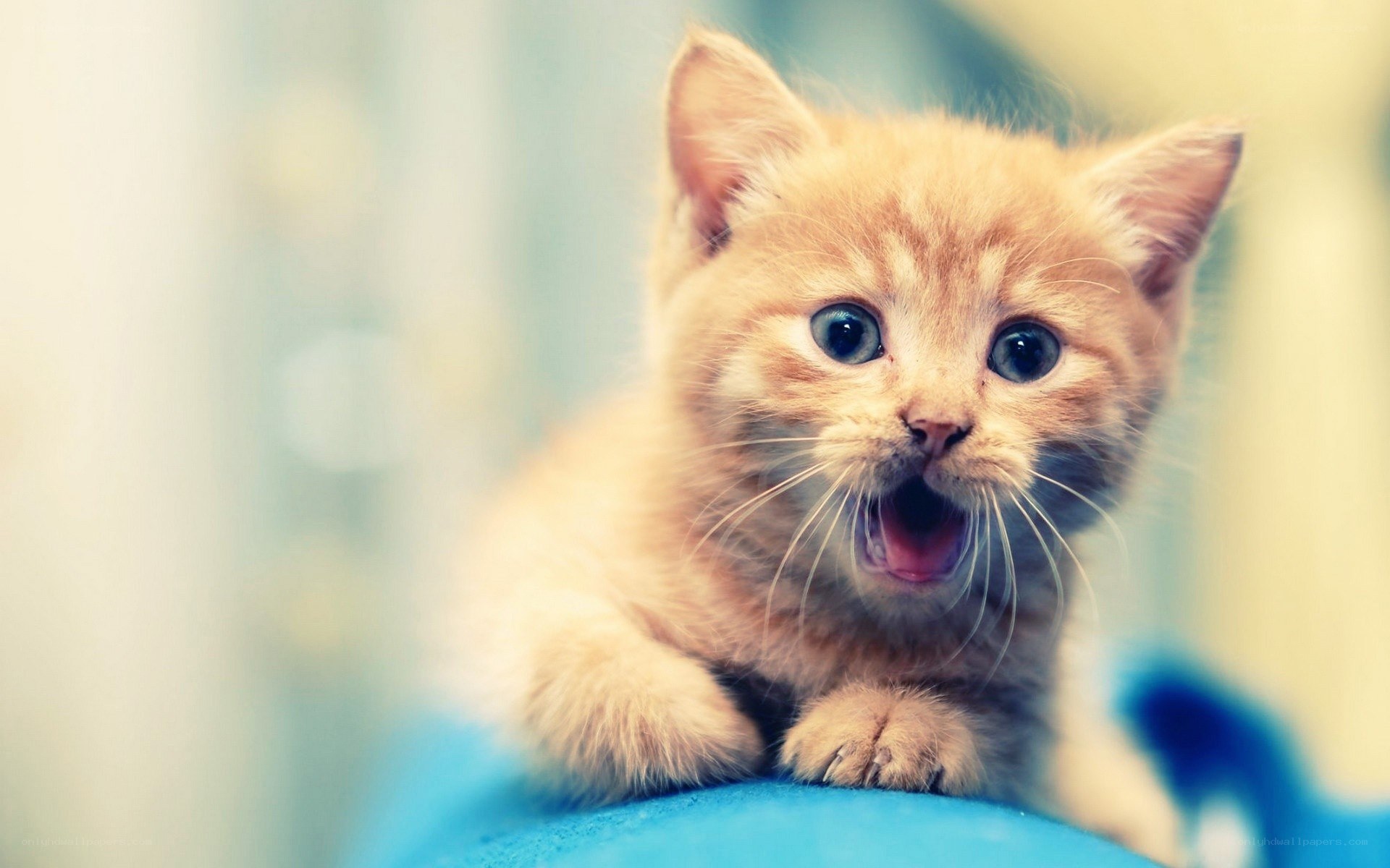 adorable orange kitten meowing