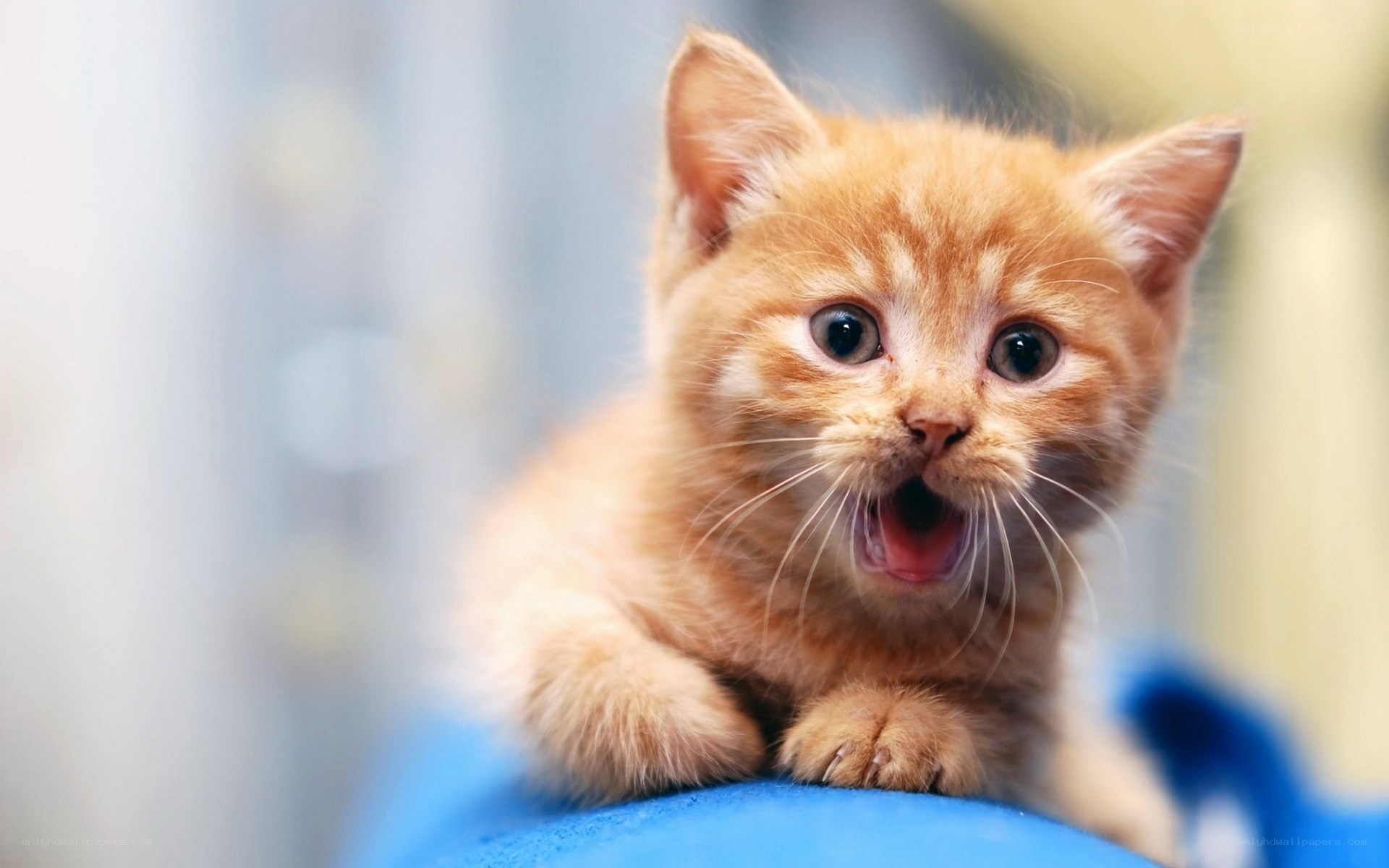 adorable orange kitten meowing