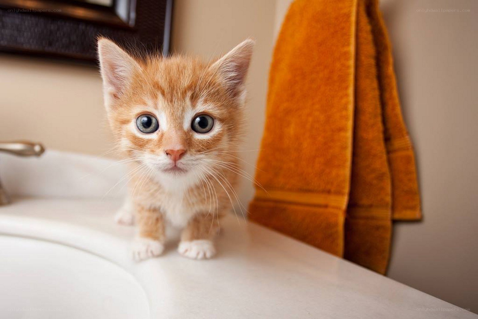adorable orange kitten on sink