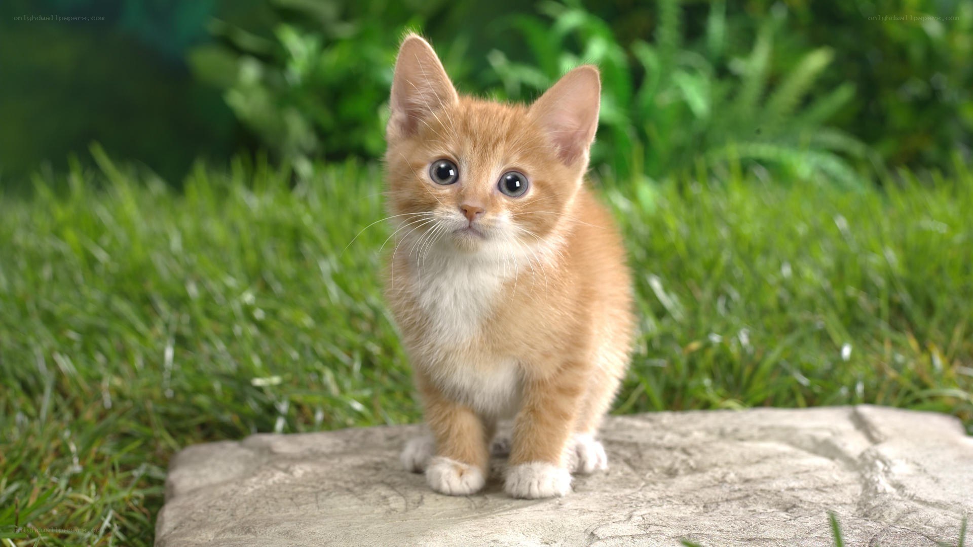 adorable orange kitten on stone