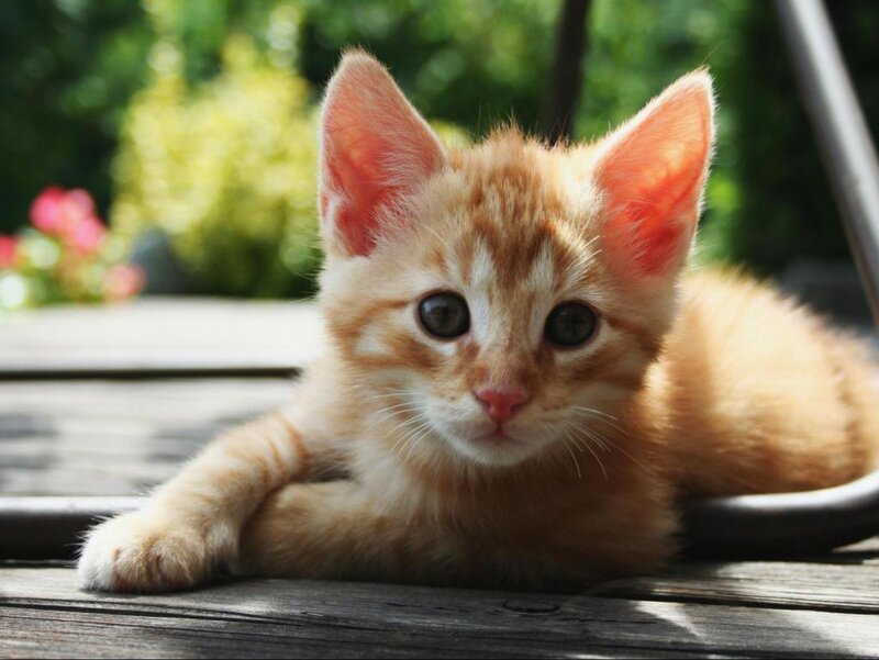 adorable orange kitten outdoors
