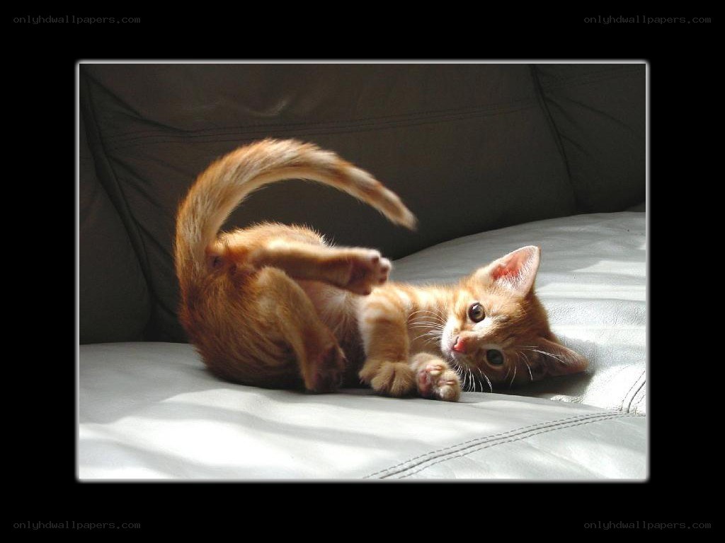 adorable orange kitten playing