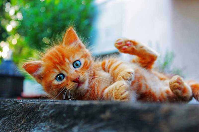 adorable orange kitten playing