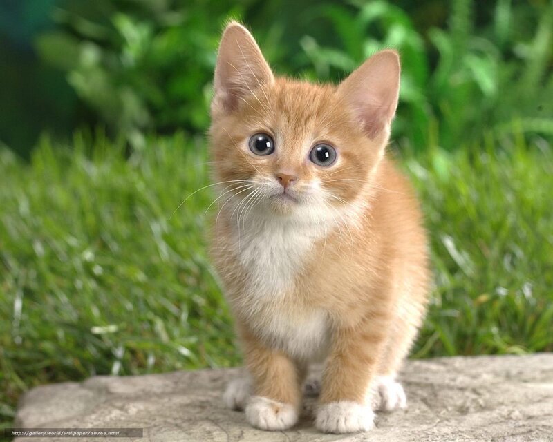 adorable orange kitten