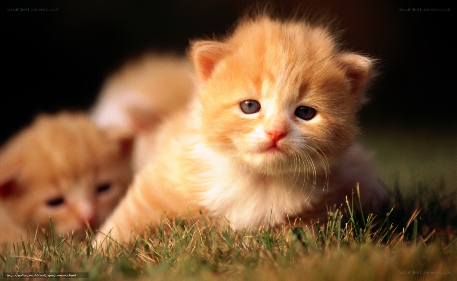 adorable orange kittens on grass
