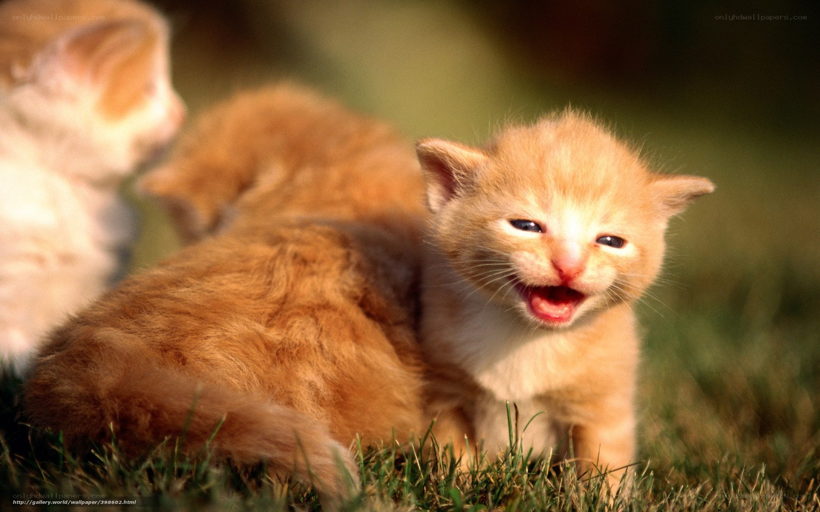 adorable orange kittens playing