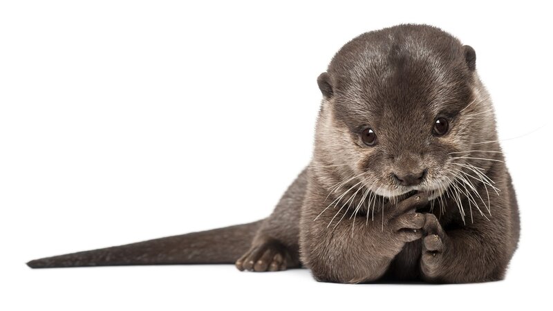adorable otter cub