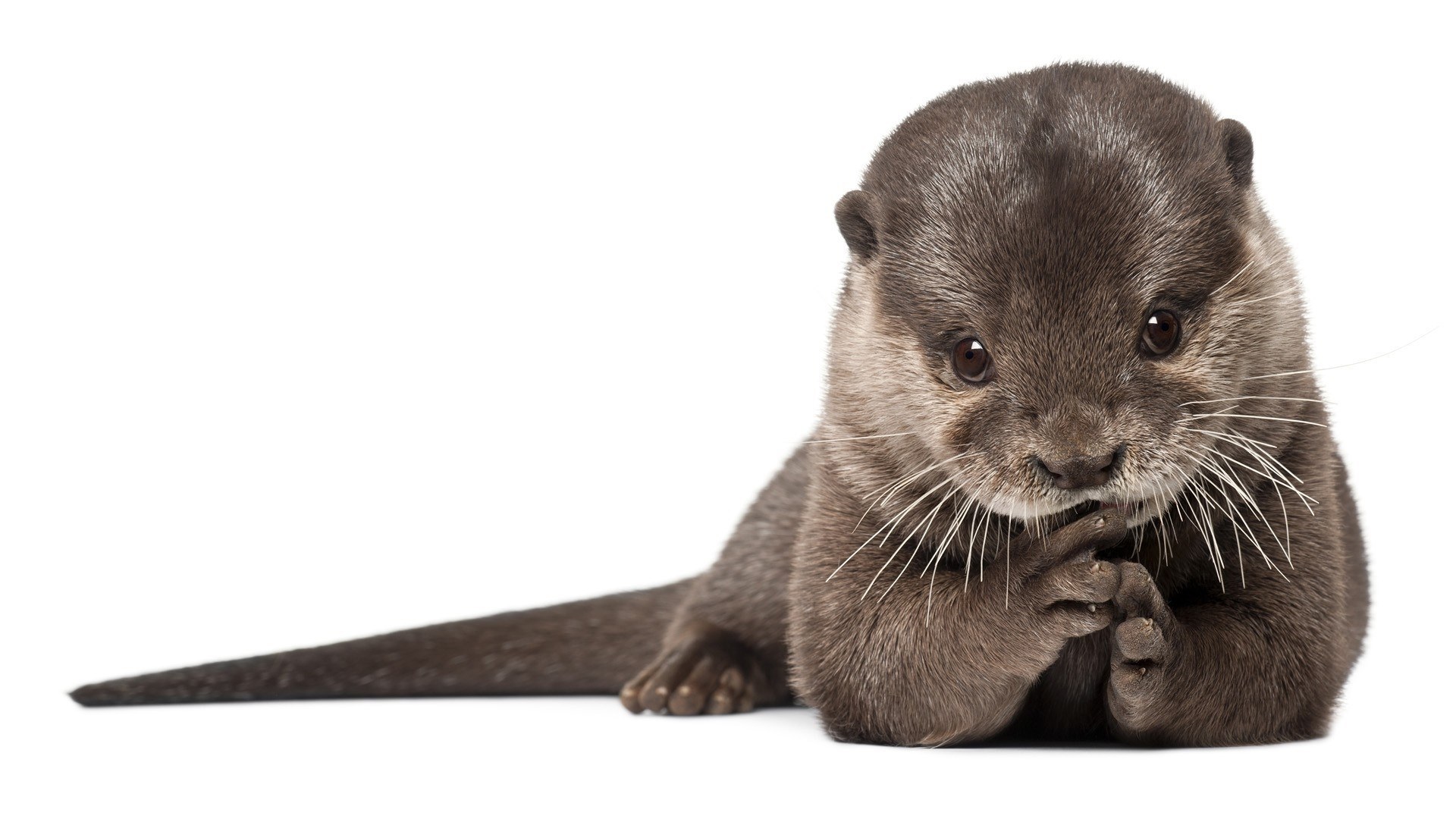 adorable otter cub