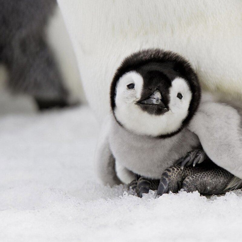 Adorable penguin chick