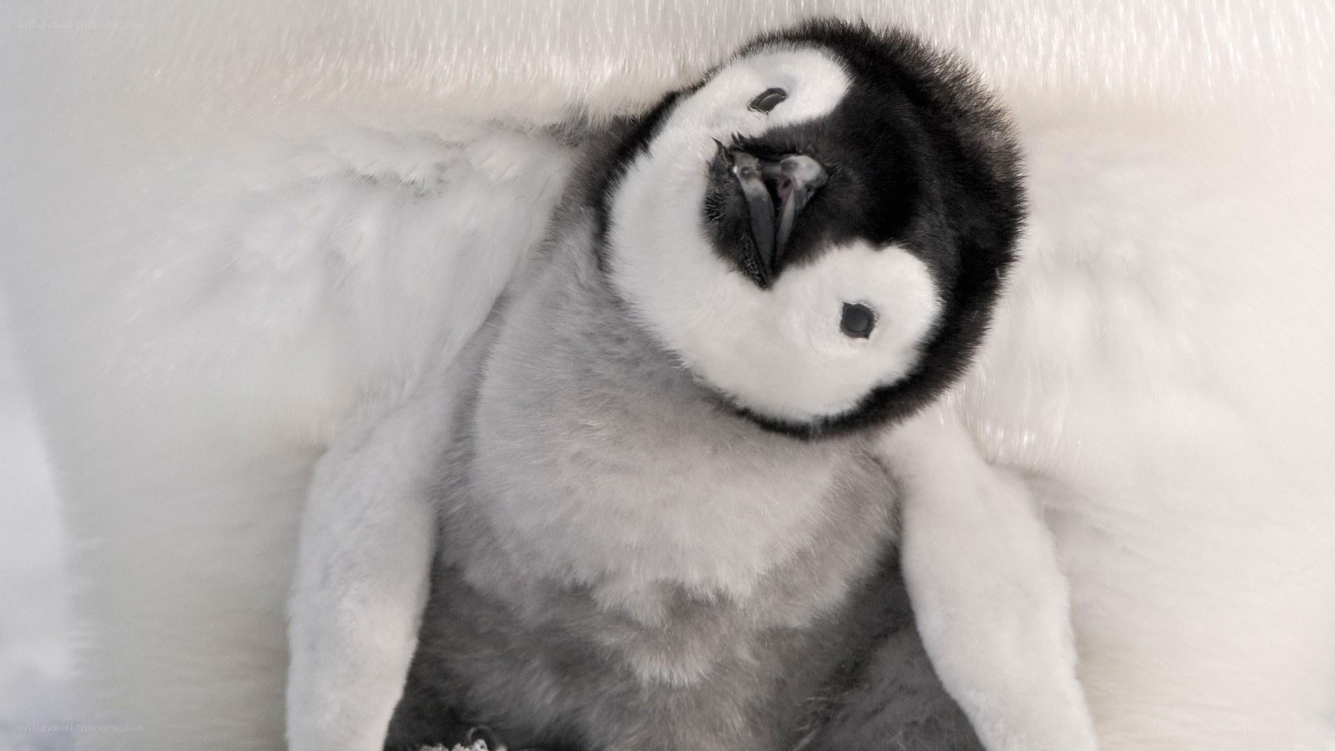 Adorable penguin chick