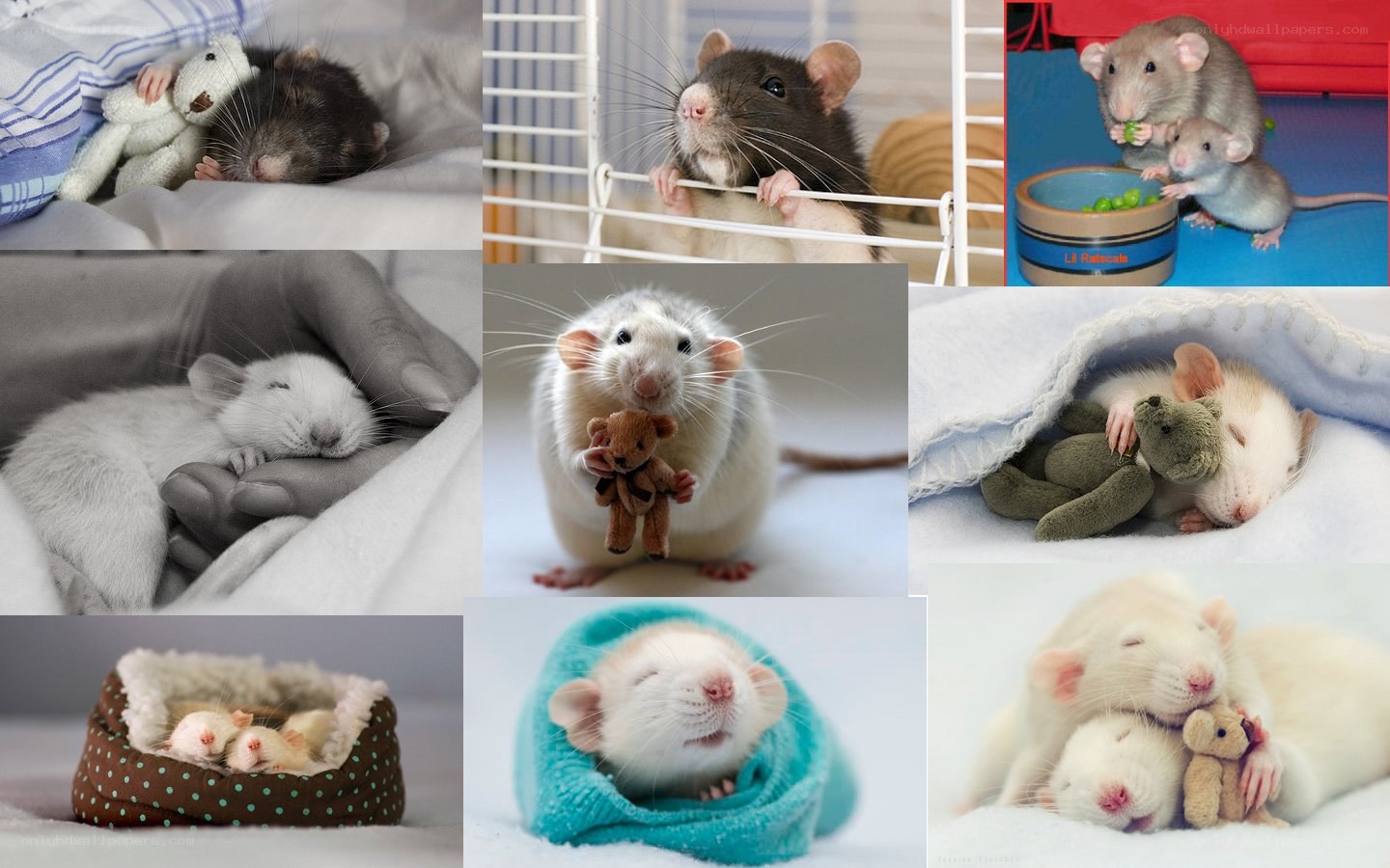 Adorable pet rats sleeping
