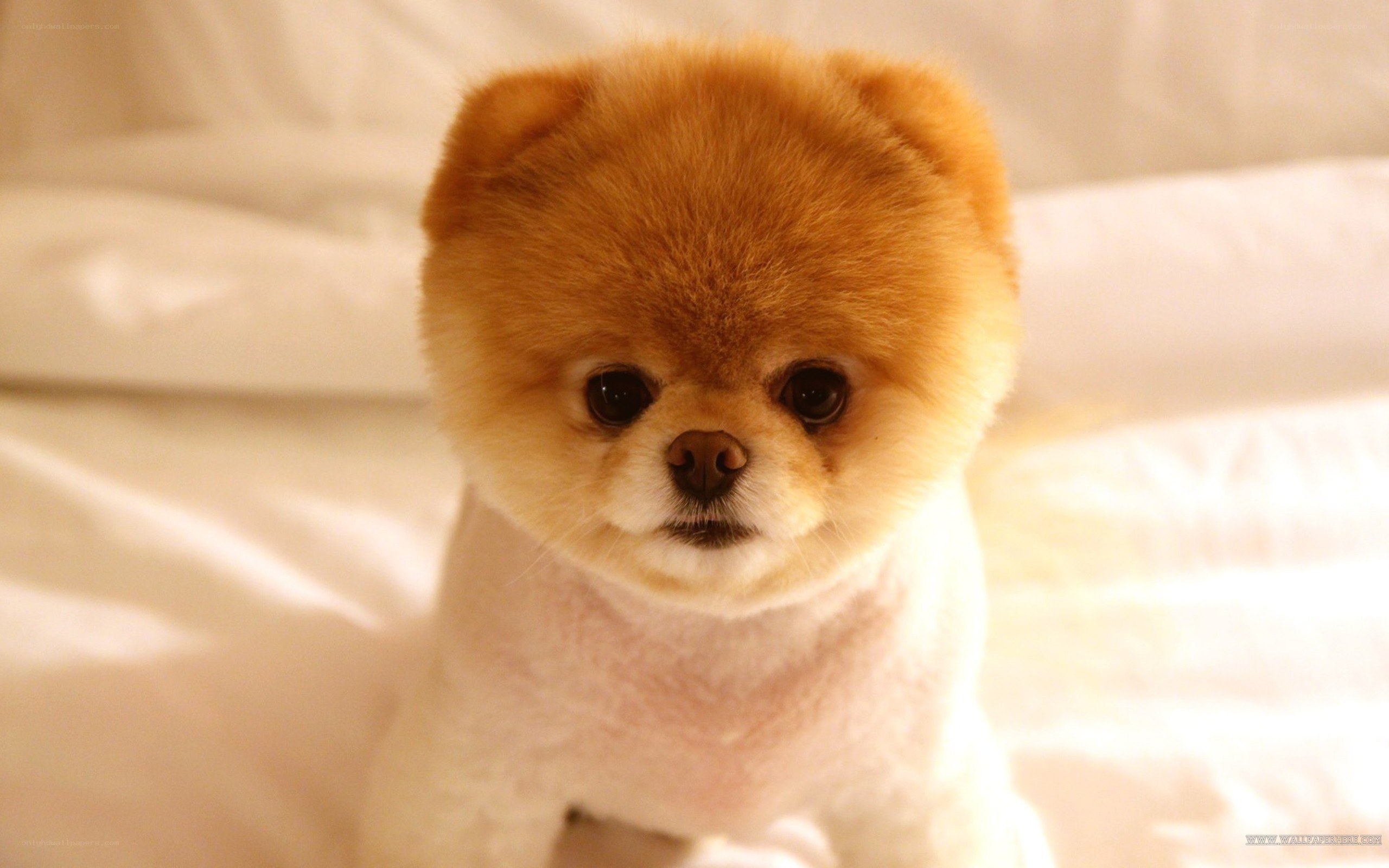 adorable pomeranian dog