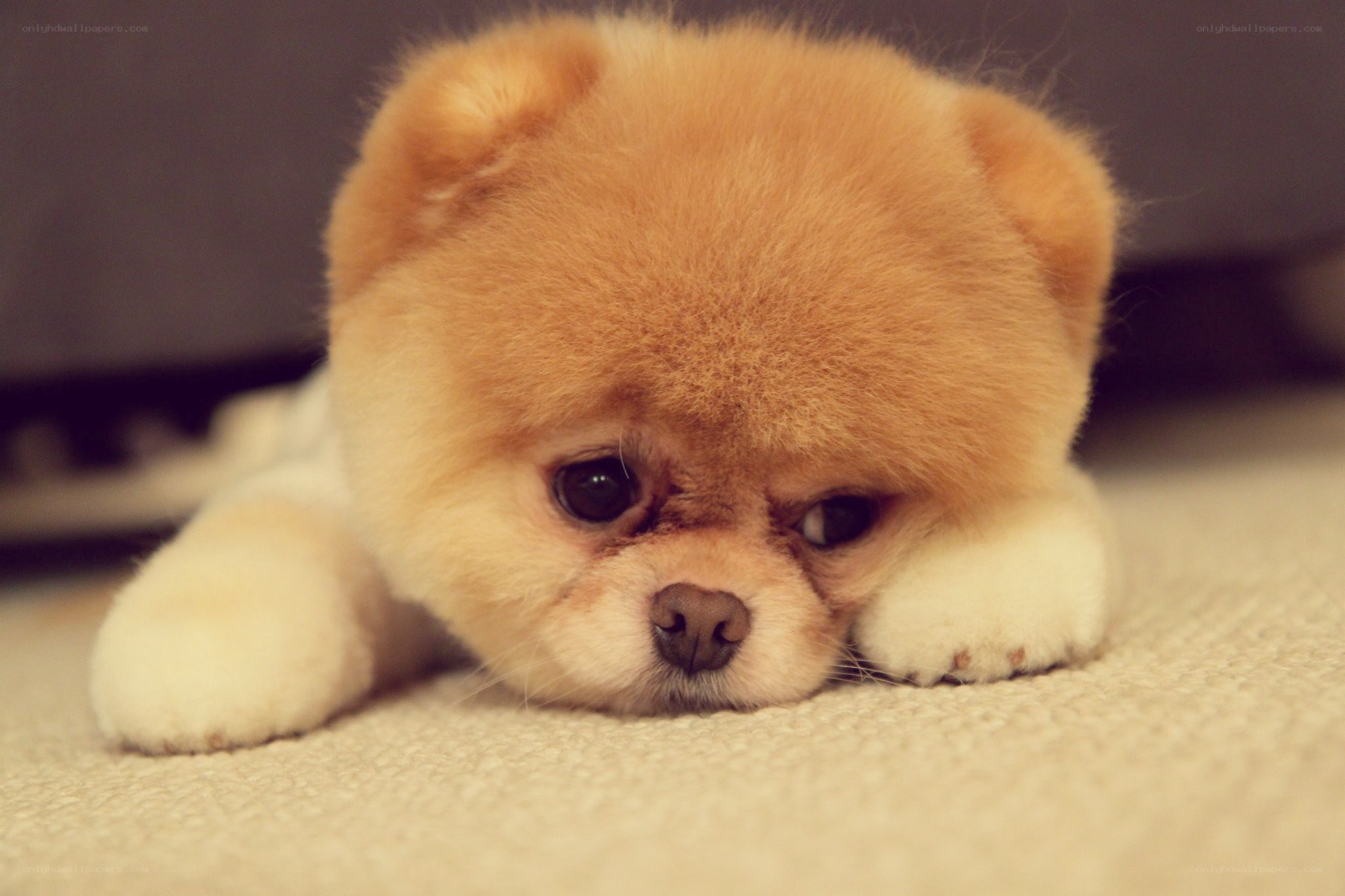 Adorable Pomeranian Puppy