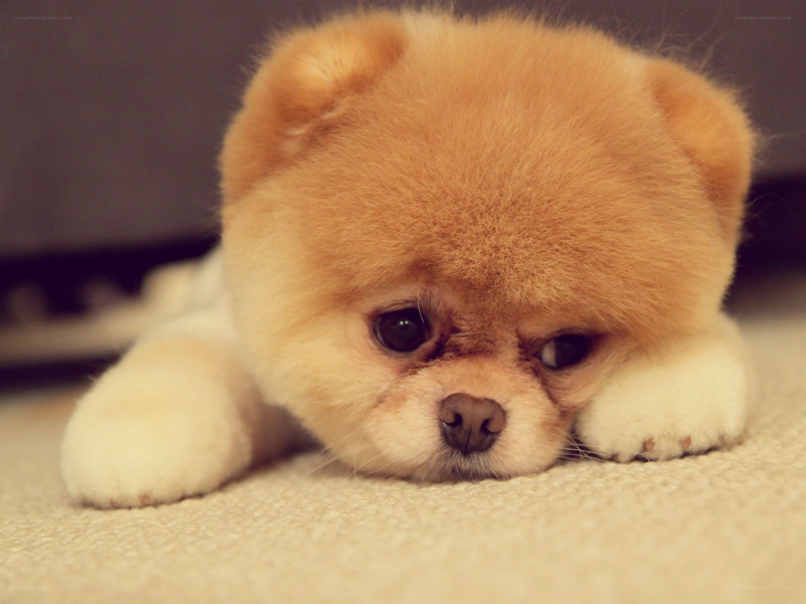 Adorable Pomeranian puppy