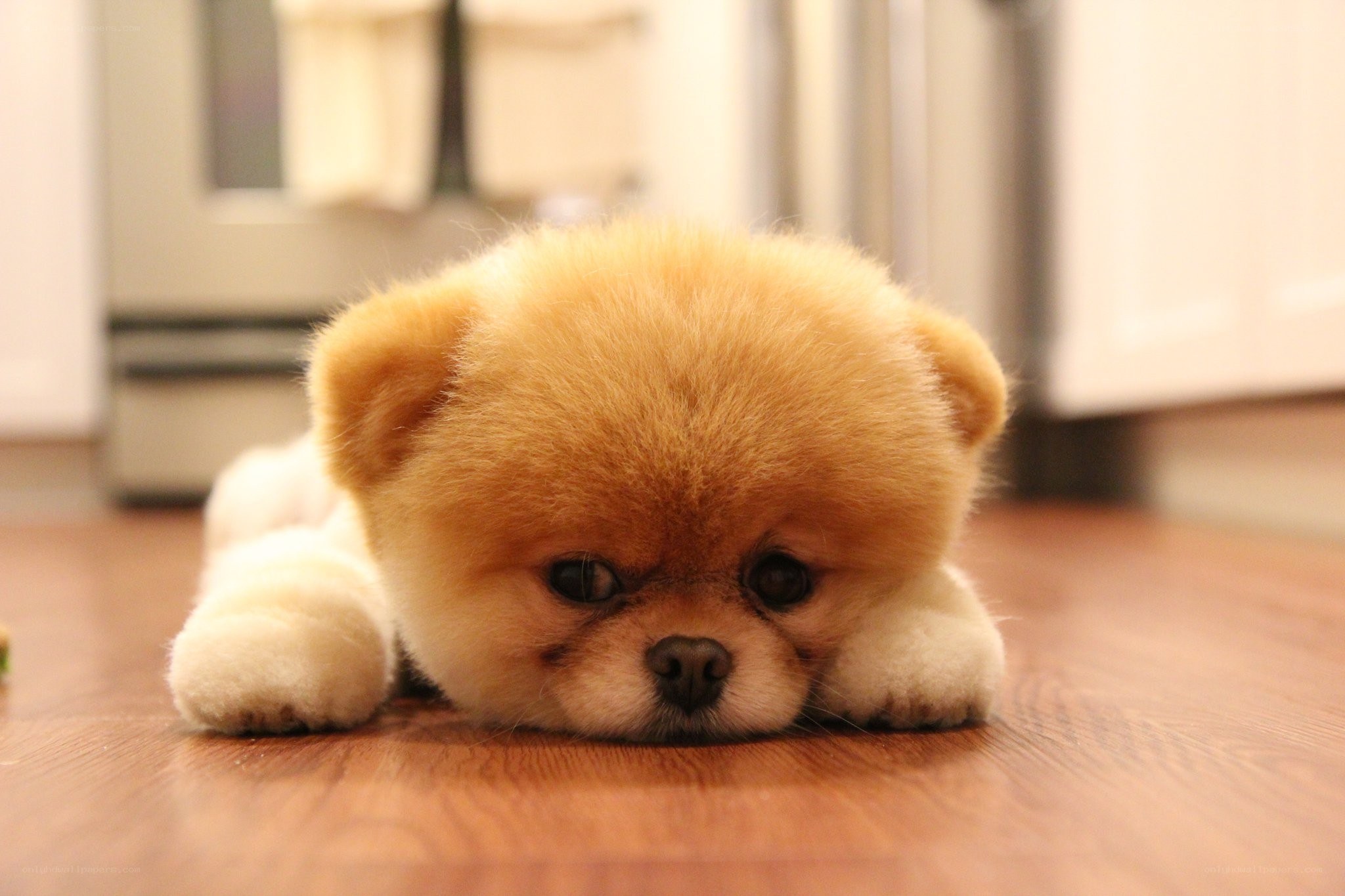 Adorable Pomeranian puppy