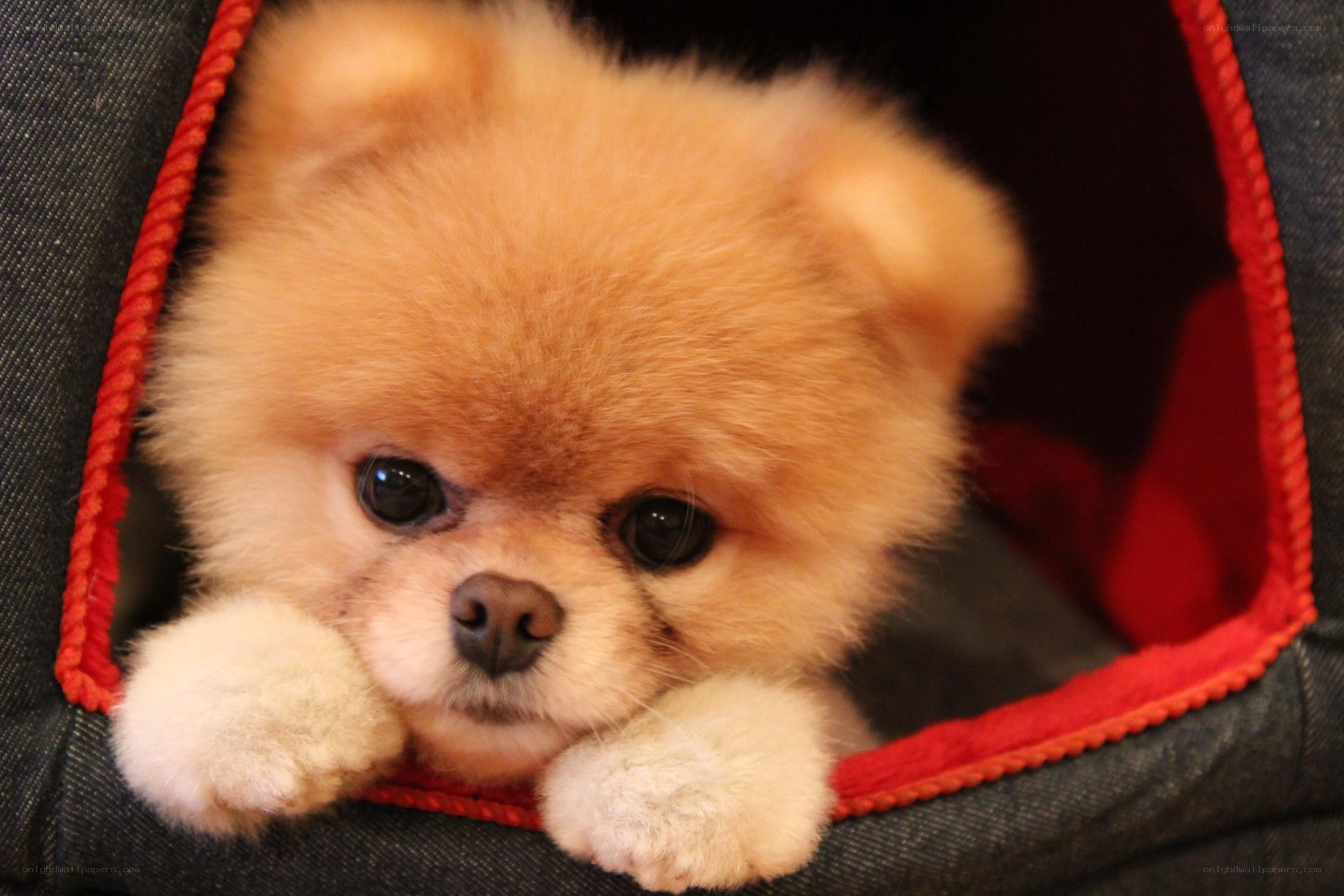 Adorable Pomeranian puppy