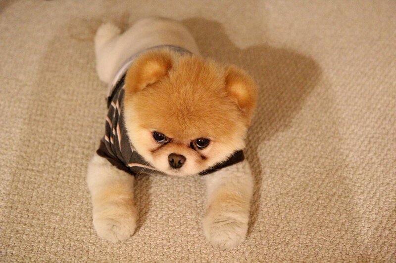 Adorable Pomeranian Puppy