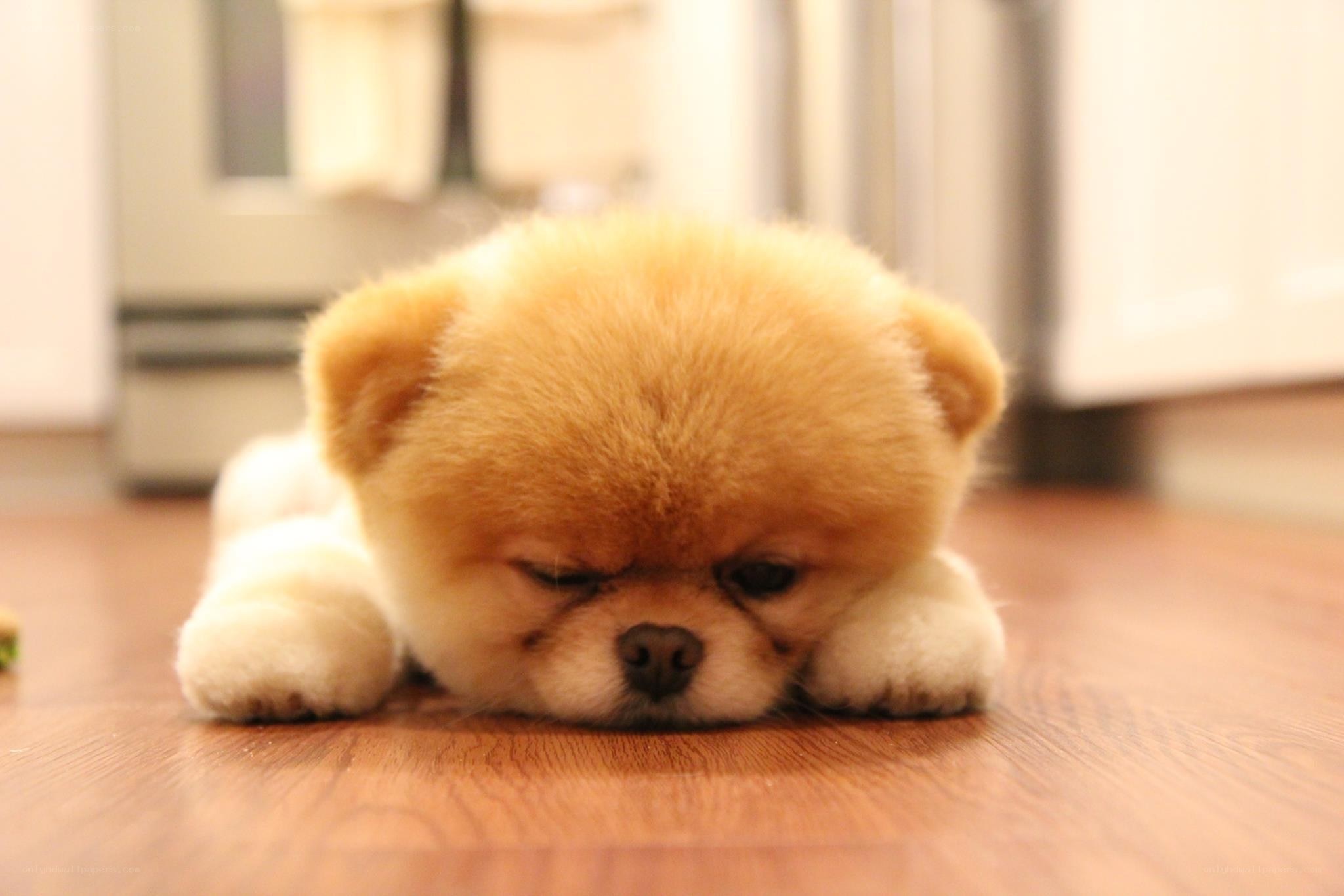 adorable pomeranian puppy