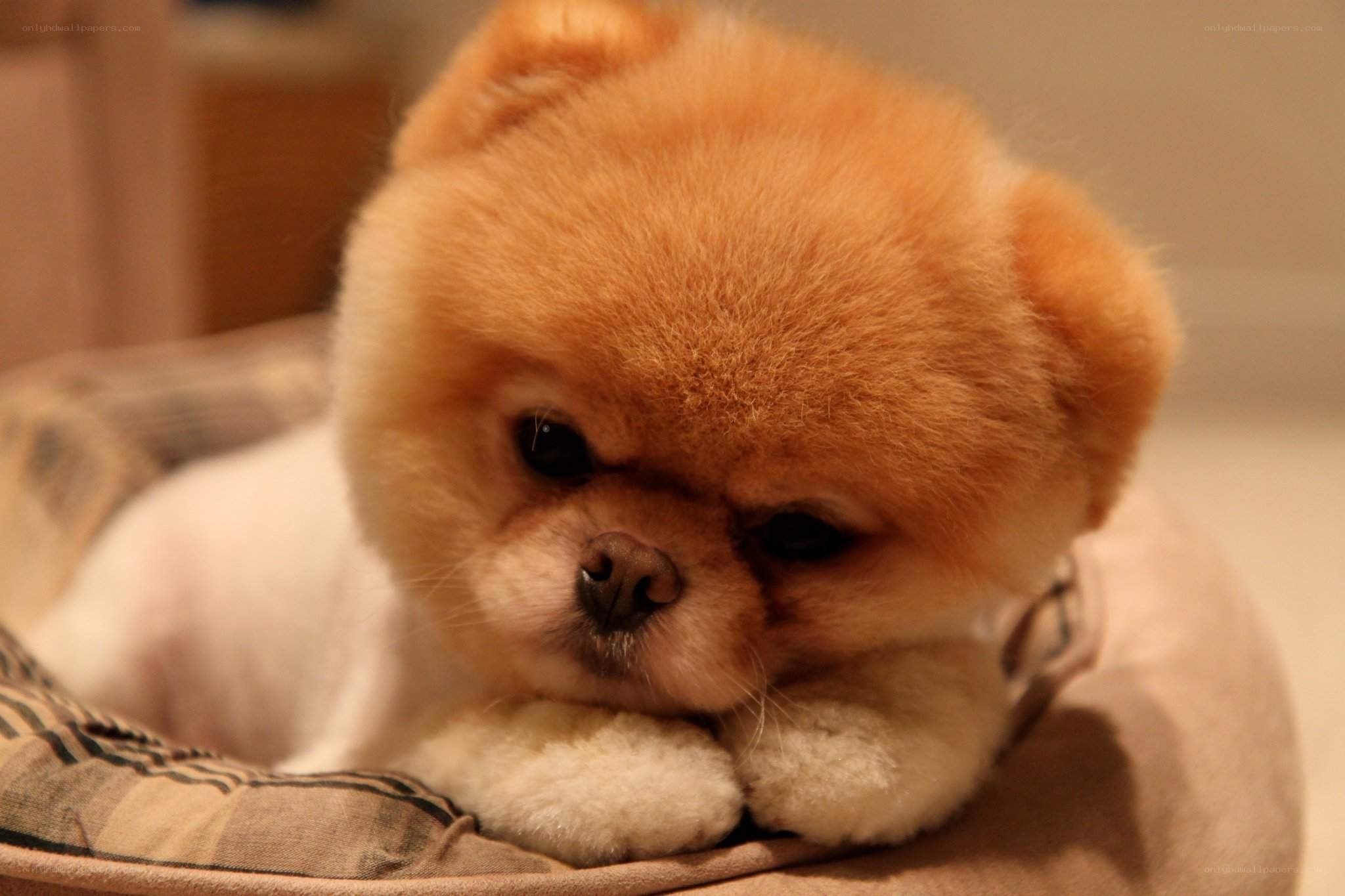 Adorable Pomeranian Puppy