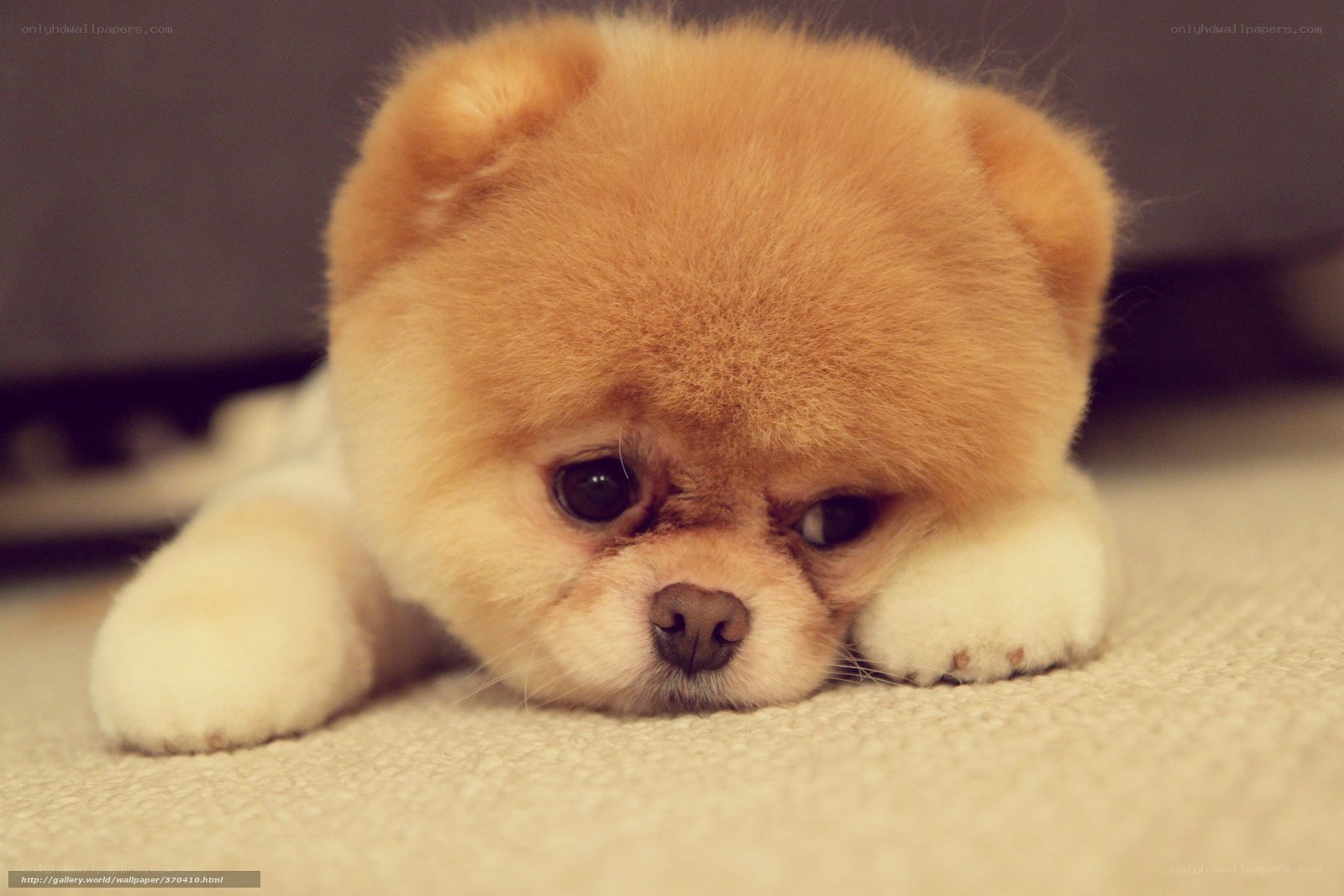 Adorable Pomeranian Puppy