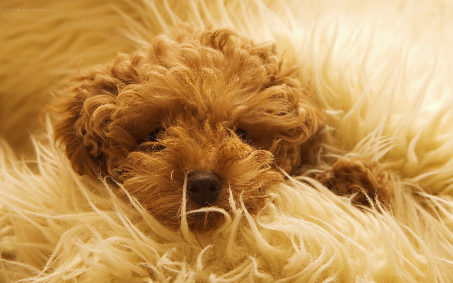 adorable poodle puppy sleeping