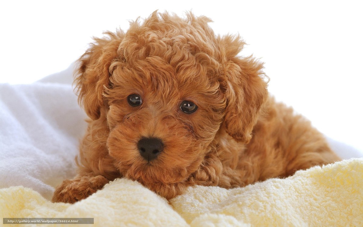 adorable poodle puppy