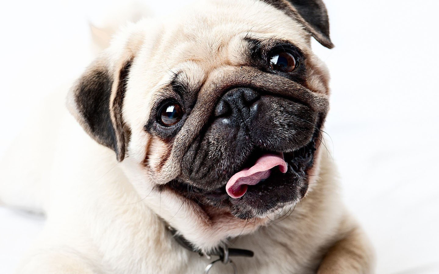 adorable pug dog portrait