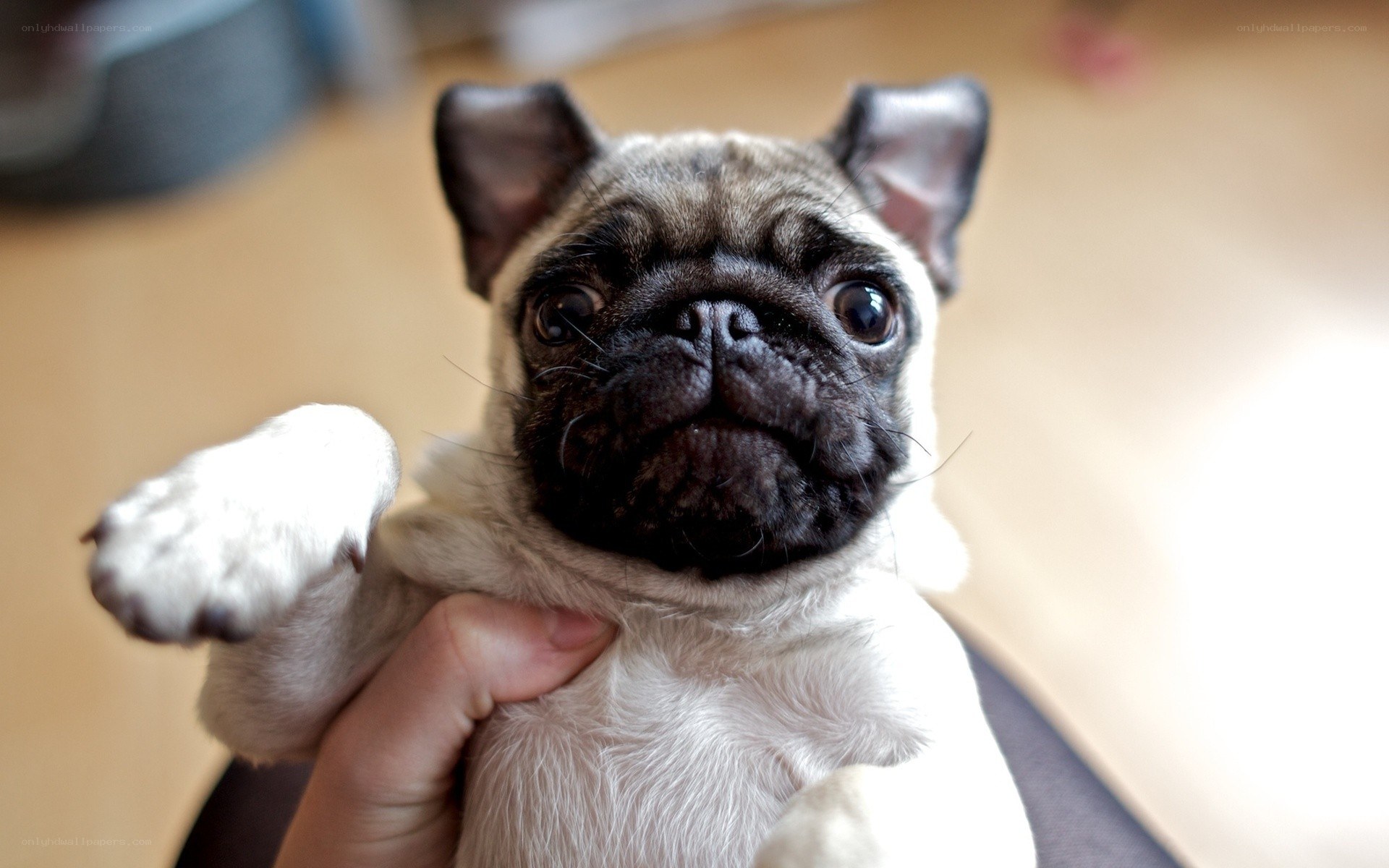 Adorable pug puppy being held