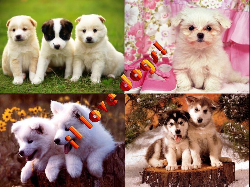 Adorable puppies collage