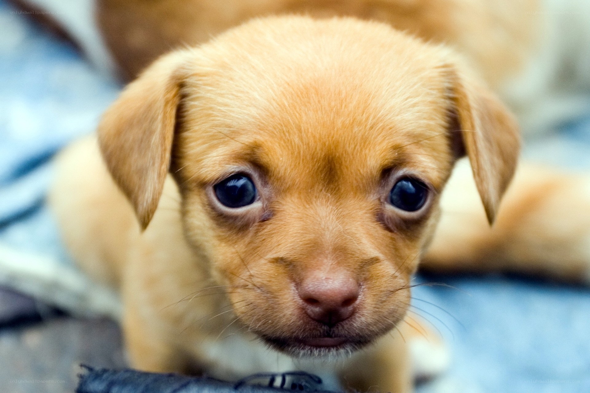 adorable puppy looking at camera
