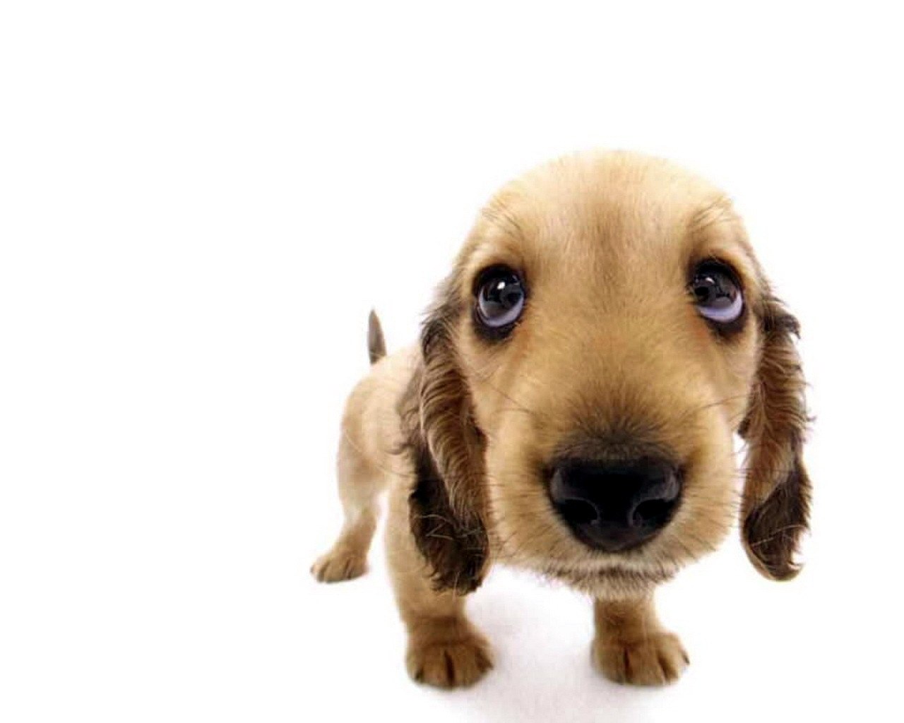 adorable puppy looking up