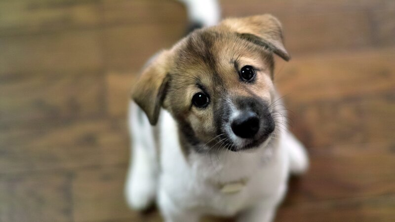 adorable puppy looking up