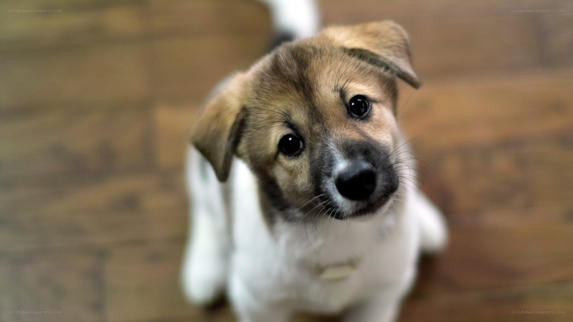 adorable puppy looking up