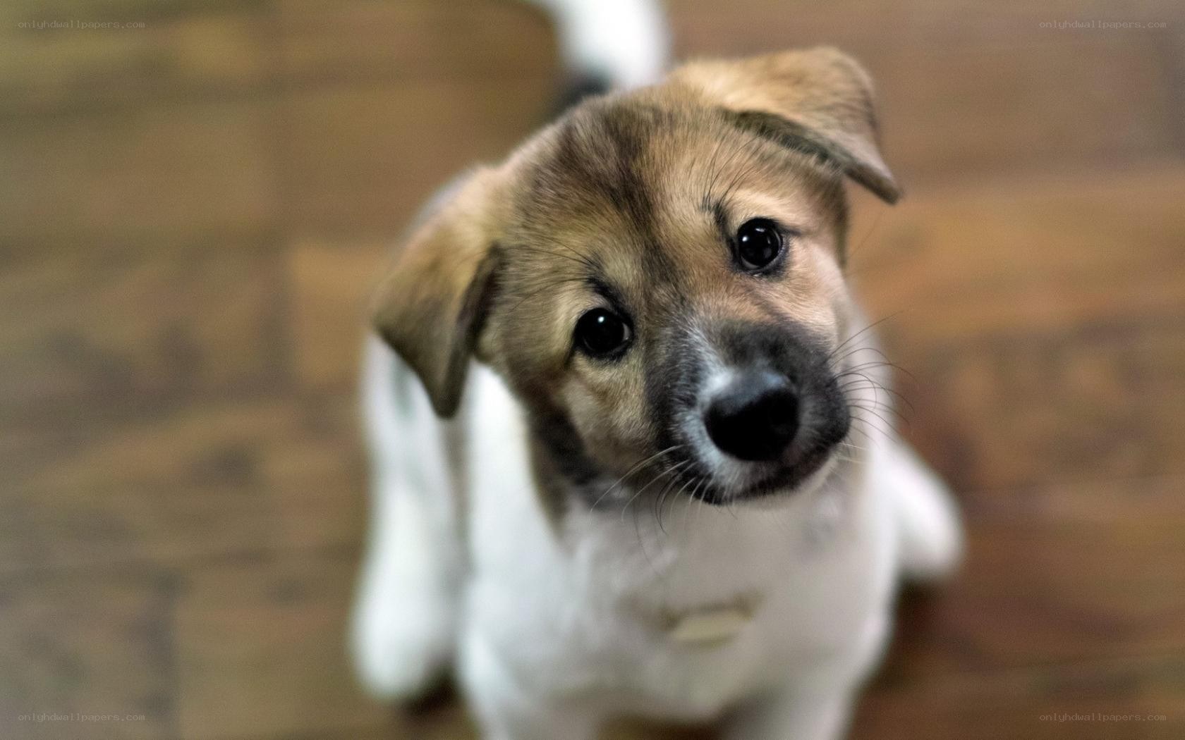 adorable puppy looking up