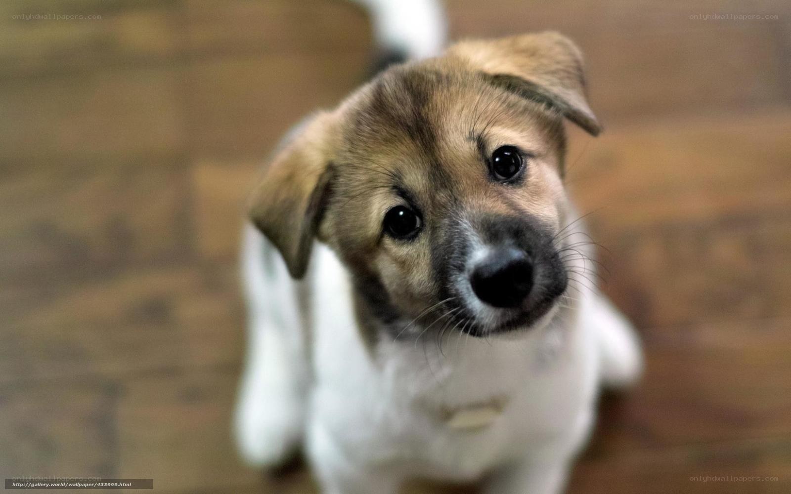 adorable puppy looking up
