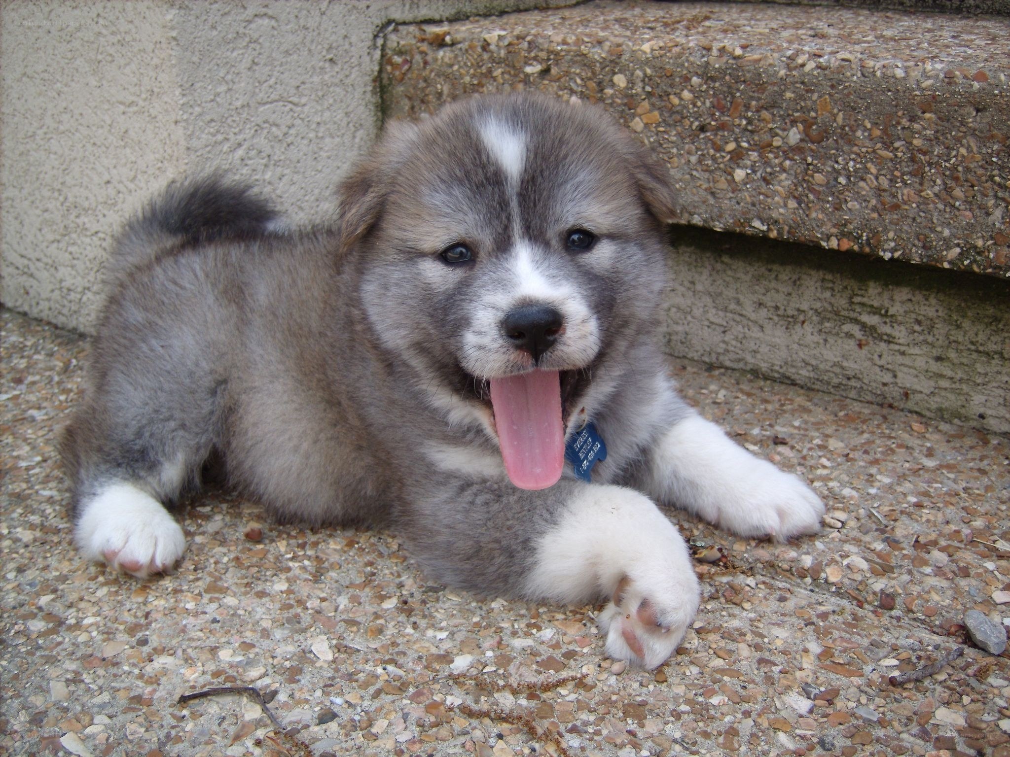 adorable puppy lying down
