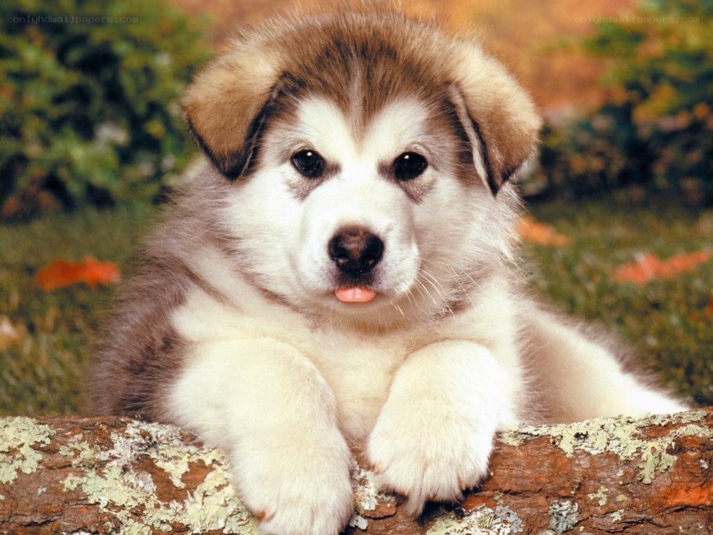 Adorable puppy on a log