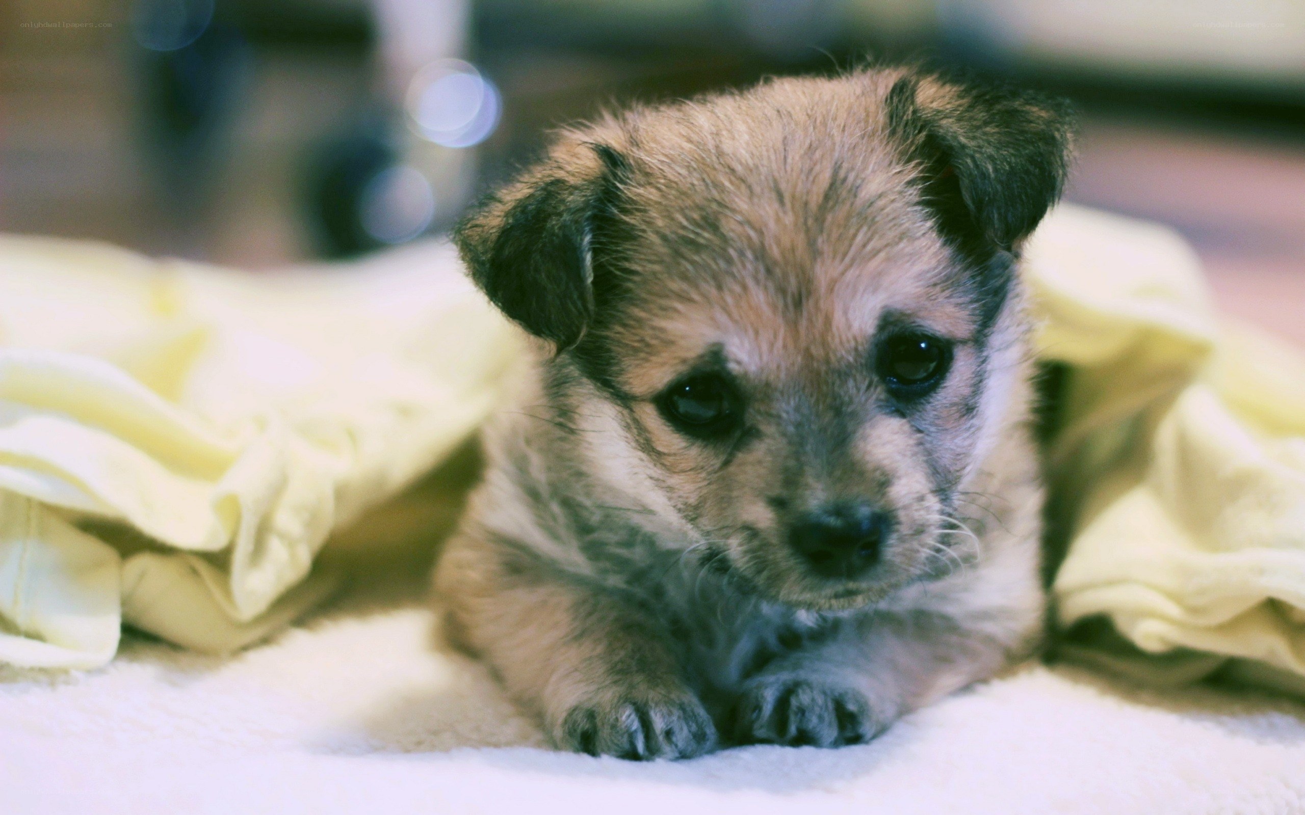 adorable puppy on blanket