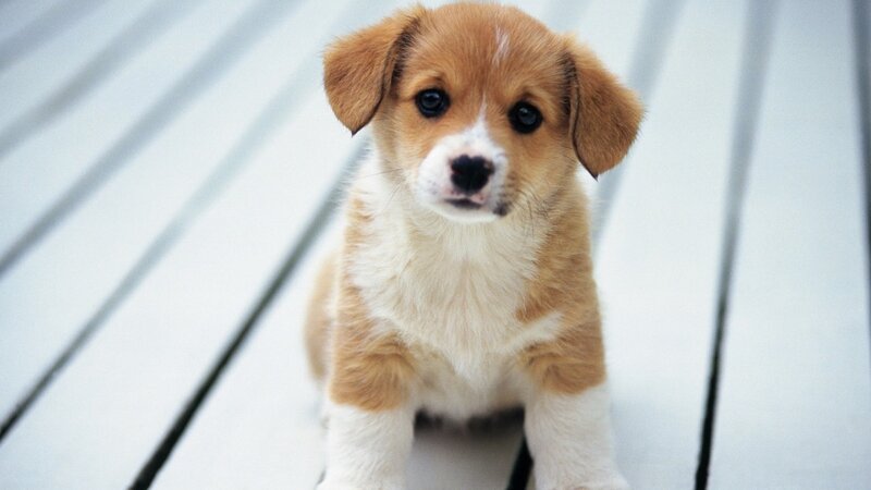 adorable puppy on deck