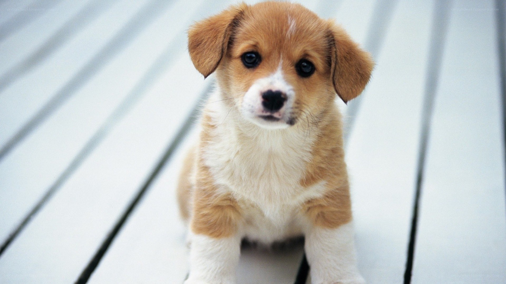 adorable puppy on deck