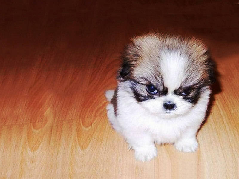 Adorable puppy on floor