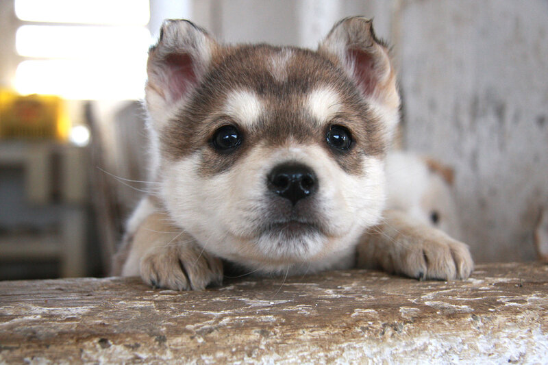 Adorable puppy on wooden surface